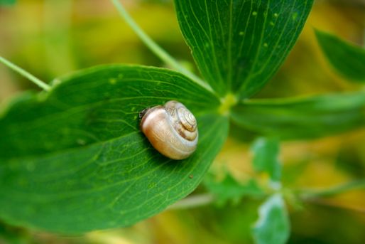 Snail on a leaf